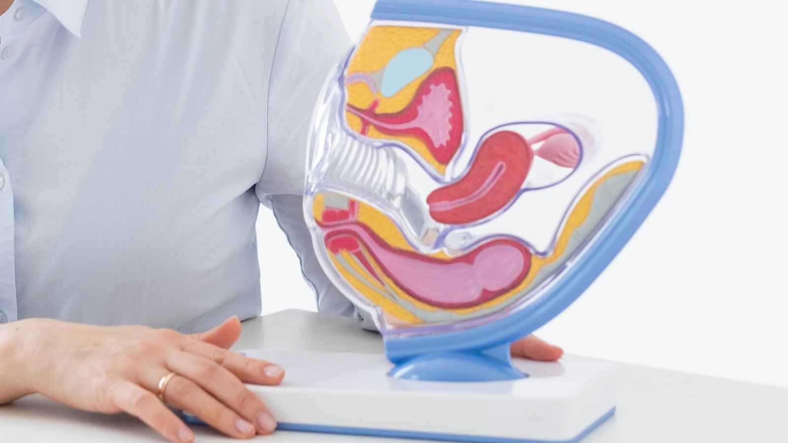 Anatomical model of the female pelvis on a gynaecologist's desk